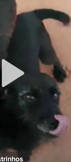 Cachorro ra a Bassê com pudoo idade 3 anos nome Moana