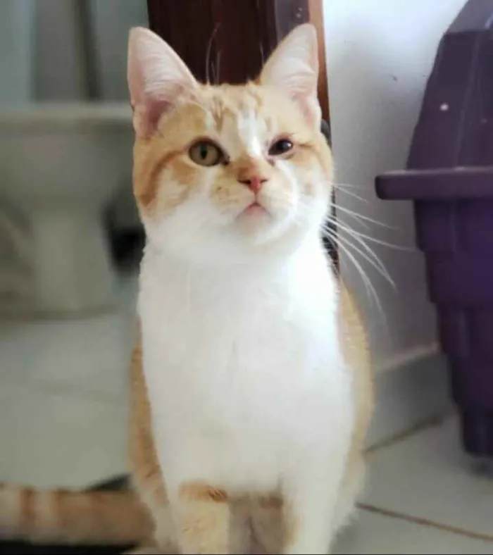 Gato ra a Sem raça definida idade 7 a 11 meses nome Ferrugem