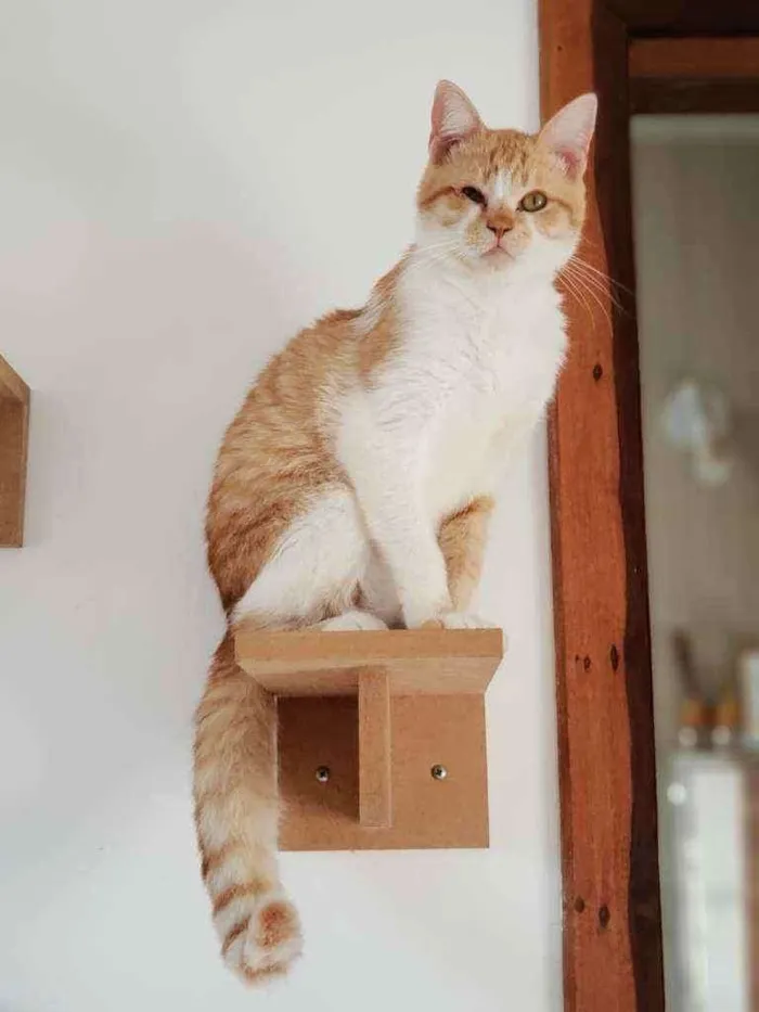 Gato ra a Sem raça definida idade 7 a 11 meses nome Ferrugem