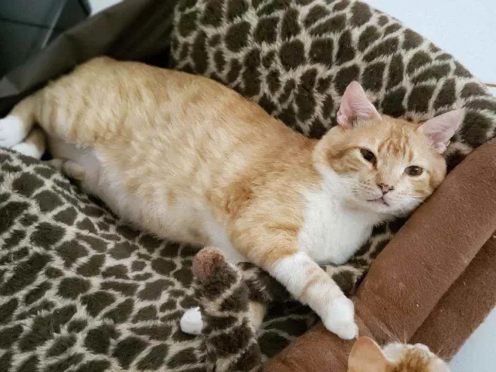 Gato ra a Sem raça definida idade 3 anos nome Folgado 