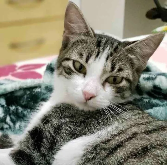 Gato ra a Sem raça definida idade 2 a 6 meses nome Menina