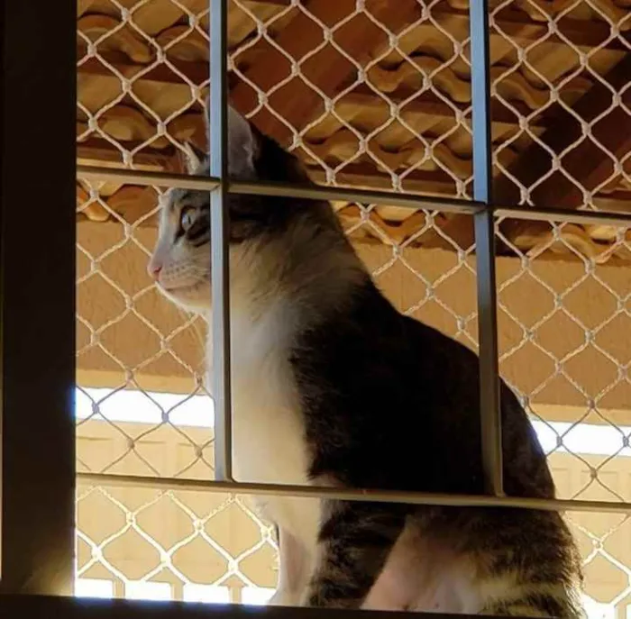 Gato ra a Sem raça definida idade 2 a 6 meses nome Menina