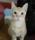 Pequi