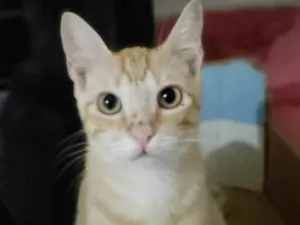 Gato raça Sem raça definida idade 7 a 11 meses nome Pequi