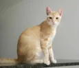 Pequi