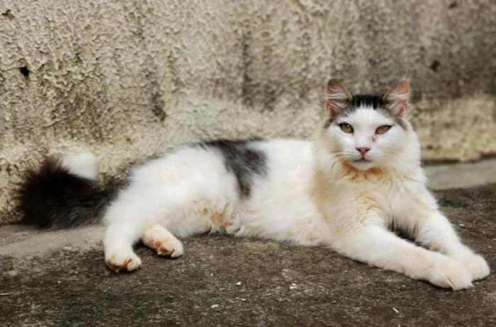 Gato ra a Sem raça definida idade 1 ano nome Sushi