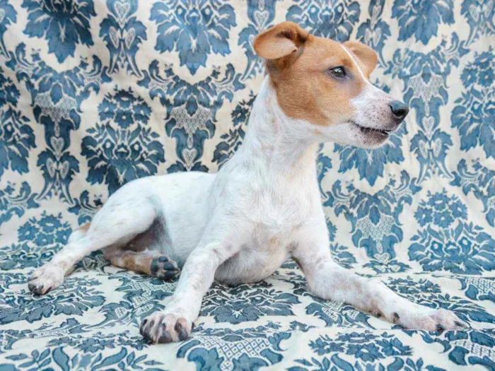 Cachorro ra a SRD idade 7 a 11 meses nome Oro