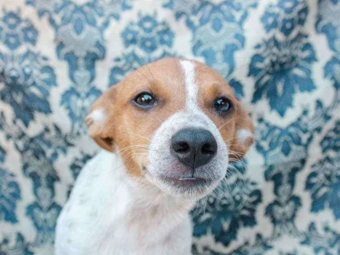 Cachorro ra a SRD idade 7 a 11 meses nome Oro