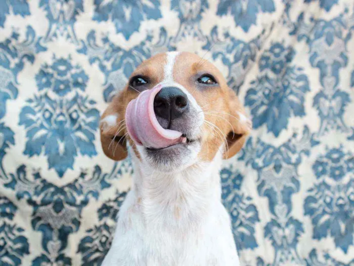 Cachorro ra a SRD idade 7 a 11 meses nome Oro