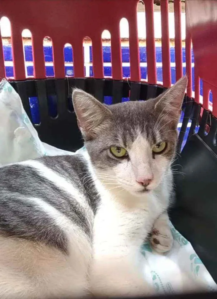 Gato raça Srd idade 1 ano nome Gabriel