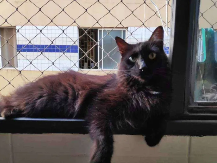 Gato ra a Sem raça definida idade 1 ano nome Yoda