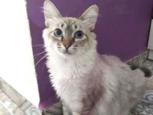 Gato raça Srd idade 1 ano nome Pipoca