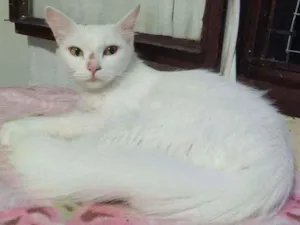 Gato raça Srd idade 1 ano nome Neve