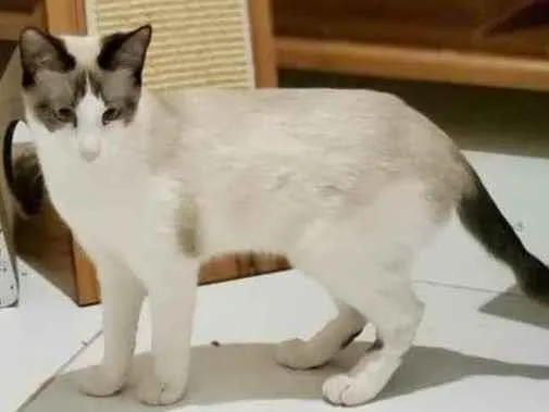Gato ra a Sem raça definida idade 1 ano nome Bianca