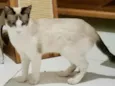 Bianca