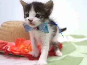 Gato raça SRD-ViraLata idade Abaixo de 2 meses nome Snarf