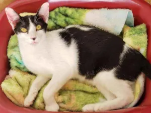 Gato raça Sem raça definida idade 2 a 6 meses nome Boni