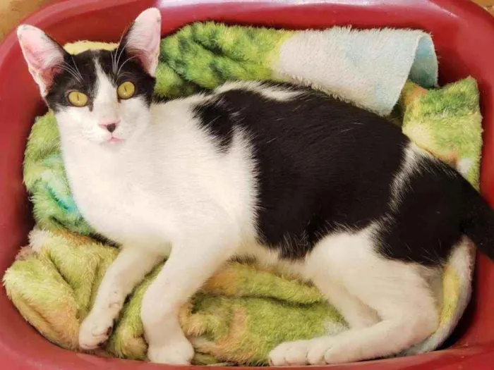 Gato ra a Sem raça definida idade 2 a 6 meses nome Boni