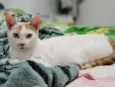 Cora