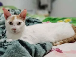Gato raça Sem raça definida idade 1 ano nome Cora