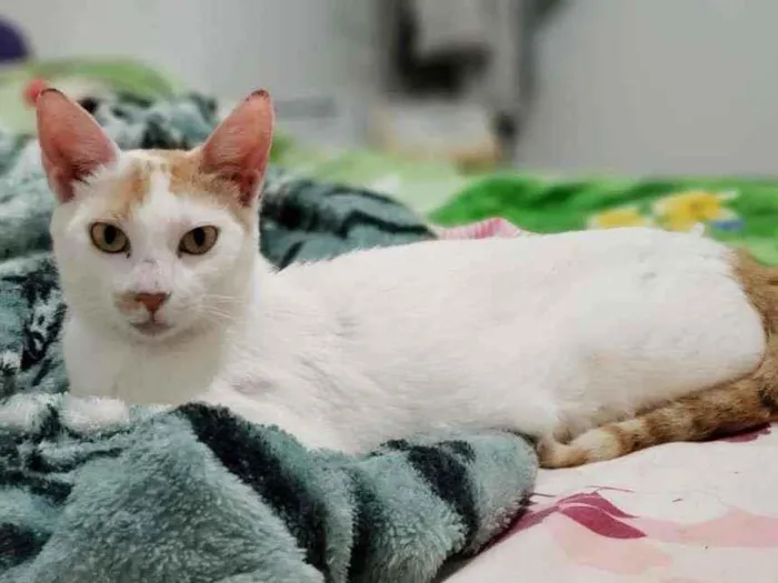 Gato ra a Sem raça definida idade 1 ano nome Cora