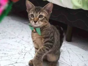 Gato raça SRD-ViraLata idade 2 a 6 meses nome Theodor