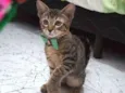 Theodor