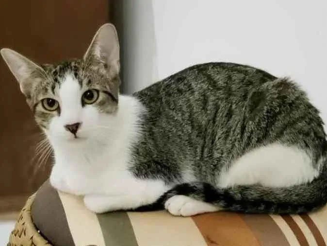 Gato ra a Sem raça definida idade 7 a 11 meses nome Dinho