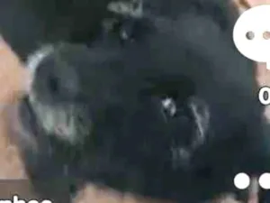 Cachorro raça Bassê com pudoo idade 3 anos nome Moana