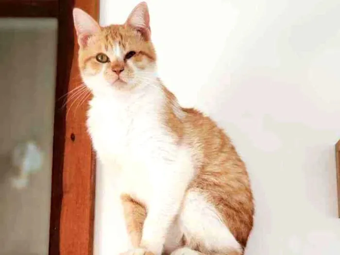 Gato ra a Sem raça definida idade 7 a 11 meses nome Ferrugem