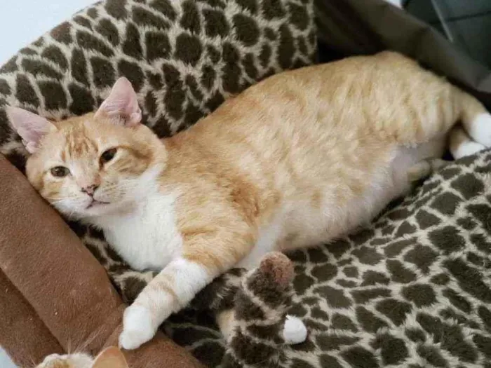Gato ra a Sem raça definida idade 3 anos nome Folgado 