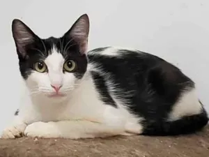 Gato raça Sem raça definida idade 2 anos nome Ingrid