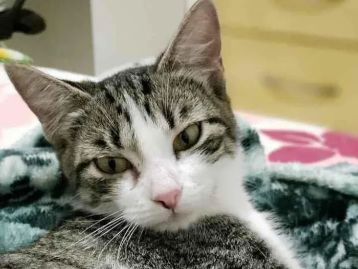 Gato ra a Sem raça definida idade 2 a 6 meses nome Menina