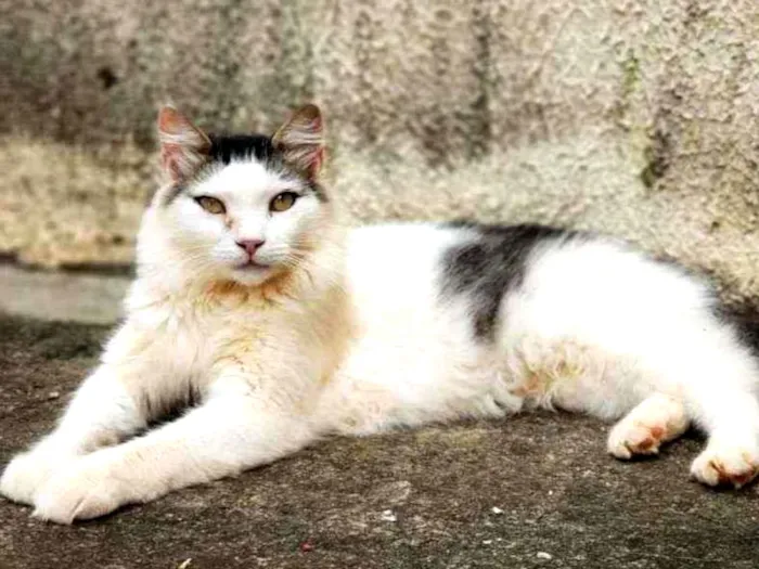 Gato ra a Sem raça definida idade 1 ano nome Sushi