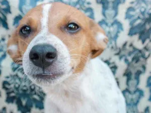 Cachorro raça SRD idade 7 a 11 meses nome Oro