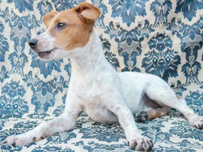 Cachorro ra a SRD idade 7 a 11 meses nome Oro