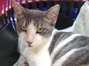 Gato raça Srd idade 1 ano nome Gabriel