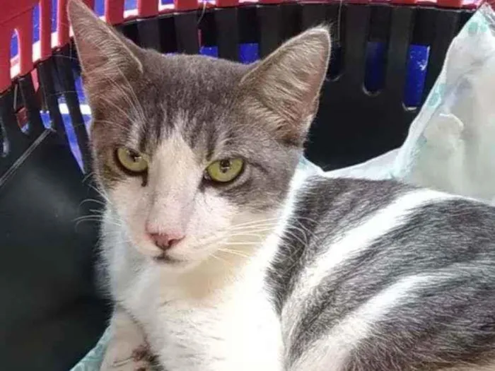 Gato raça Srd idade 1 ano nome Gabriel