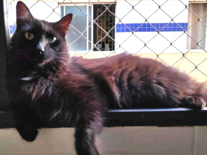 Gato ra a Sem raça definida idade 1 ano nome Yoda
