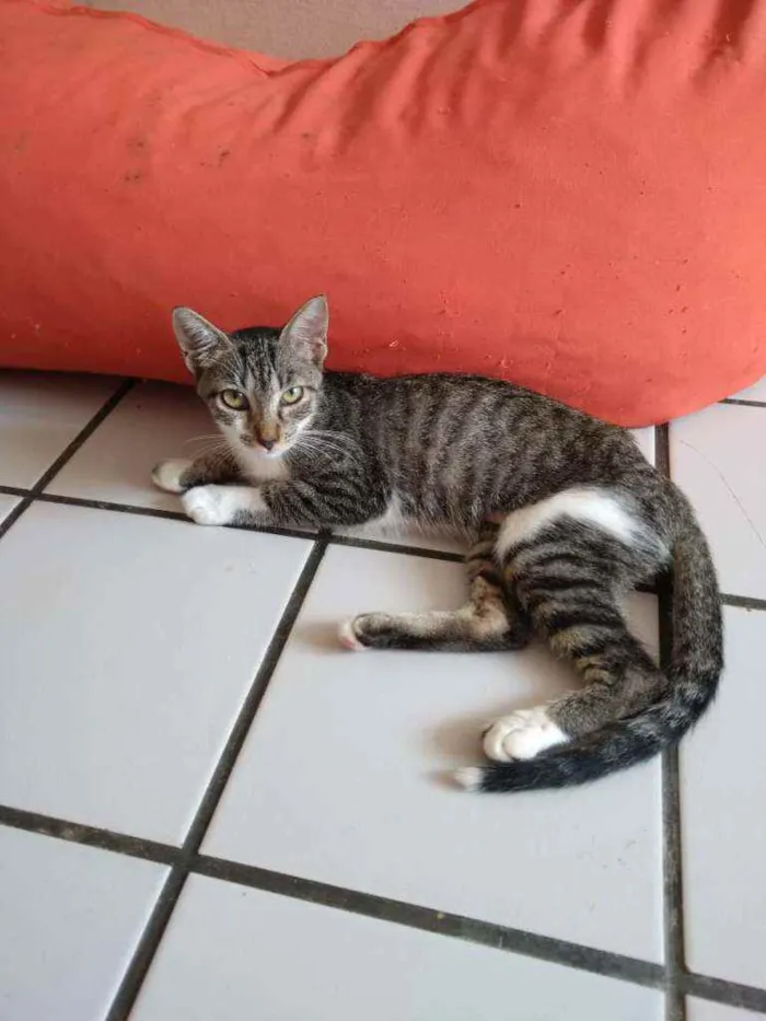Gato raça Srd idade 2 a 6 meses nome Pérola