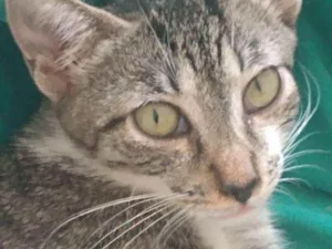 Gato raça Srd idade 2 a 6 meses nome Pérola
