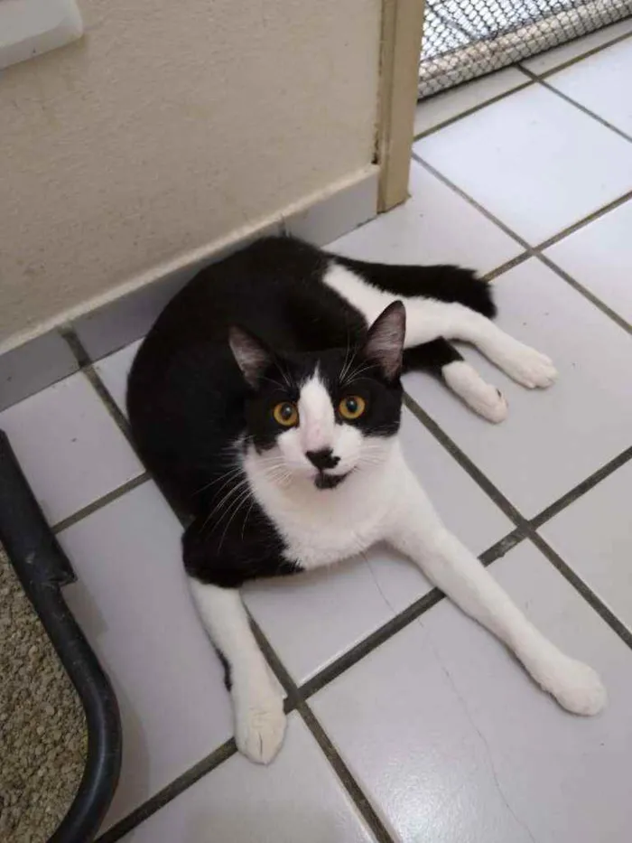 Gato raça Srd idade 2 a 6 meses nome Bentinho