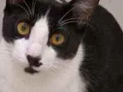 Gato raça Srd idade 2 a 6 meses nome Bentinho