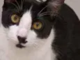 Bentinho
