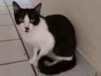 Bentinho