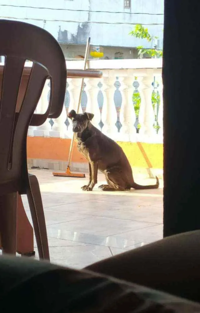 Cachorro ra a SRD idade 6 ou mais anos nome Pantera