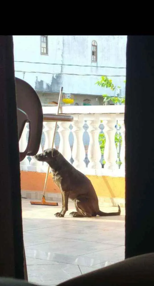 Cachorro ra a SRD idade 6 ou mais anos nome Pantera