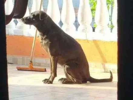 Cachorro ra a SRD idade 6 ou mais anos nome Pantera