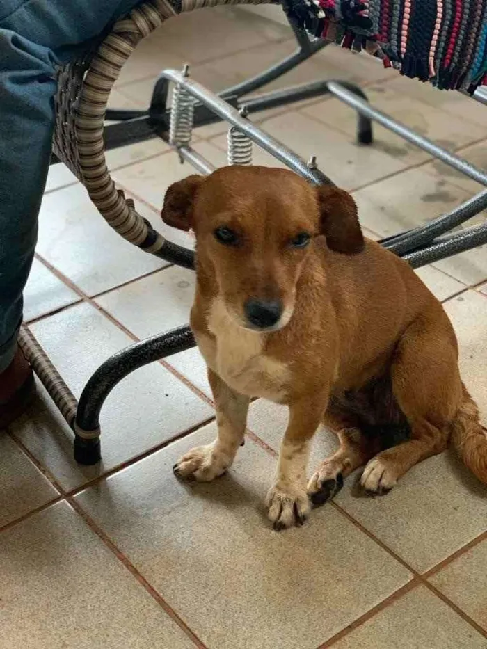 Cachorro ra a SRD idade 4 anos nome Capelinha