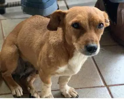 Cachorro ra a SRD idade 4 anos nome Capelinha
